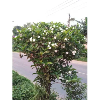 Fresh Jasmine Flowers
